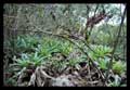 Vriesea exaltata