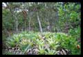 Vriesea exaltata