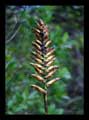 Vriesea exaltata