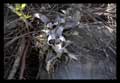 Vriesea lancifolia