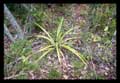 Bromelia species