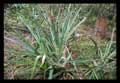 Aechmea aquilega