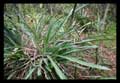 Aechmea aquilega