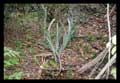 Billbergia porteana