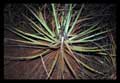 Bromelia species