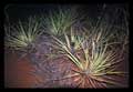 Bromelia species
