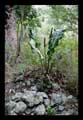 Anthurium affine (Araceae)