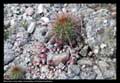 Cactaceae