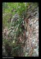 Epiphyllum phyllanthus