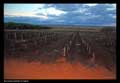 Irrigated fields