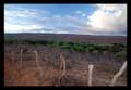 Irrigated fields