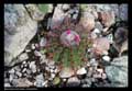 Melocactus oreas subsp. cremnophilus