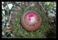 Melocactus oreas subsp. cremnophilus