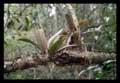 Orchidadeae e Bromeliaceae