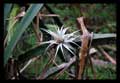 Tillandsia species