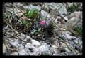 Tillandsia species