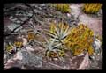 Enchlirium spectabile and Orchidacea