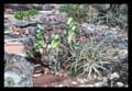 Hohenbergia leopoldo-horstii