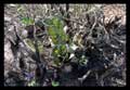 Hohenbergia leopoldo-horstii