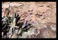 Hohenbergia magnispina