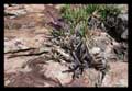 Hohenbergia magnispina