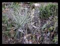 Hohenbergia magnispina