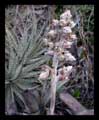 Hohenbergia magnispina