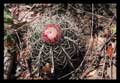Melocactus concinnus