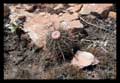 Melocactus oreas subsp. cremnophilus