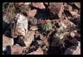 Melocactus oreas subsp. cremnophilus