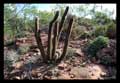 Micranthocereus purpureus