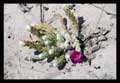 Portulaca hirsutissima