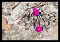 Portulaca hirsutissima