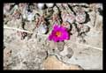 Portulaca hirsutissima