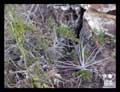 Tillandsia streptocarpa