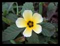 Turnera