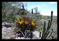 Vriesea