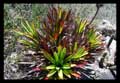Vriesea