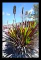 Vriesea