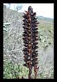 Vriesea