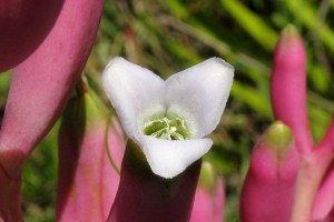 Bromelia hieronymi