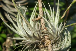 Tillandsia sp.5