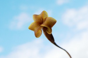 Tillandsia funebris