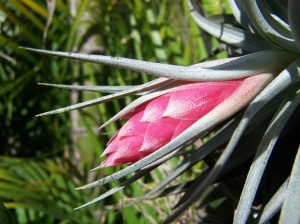 Tillandsia recurvifolia