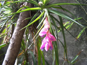 Tillandsia stricta