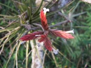 Tillandsia vernicosa