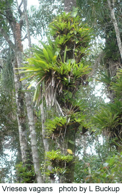 FCBS Bromeliad Photo Index Database: Search Results.