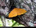 Borboleta amarela