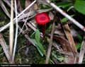 Cogumelo vermelho