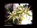 Epidendrum allemanii